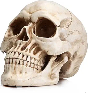 Skull